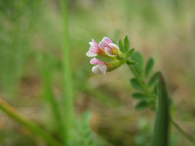 Pied d'oiseau   Ornithopus perpusillus